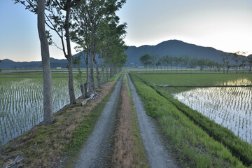 あぜ道の風景