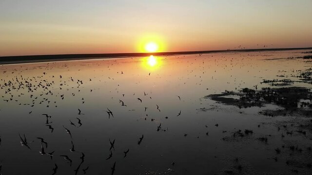 Kalmykia, nature reserve. A flock of waterfowl flies over the shore of the lake.