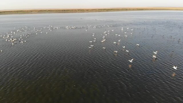 Kalmykia, nature reserve. Pelicans sit on the water.