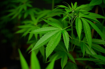 Cannabis leaf plant growing on a hemp farm, medical and biology concept