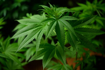Cannabis leaf plant growing on a hemp farm, medical and biology concept