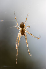 spider on the web