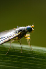 close up of a fly