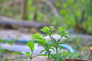 The Eryngium foetidum L.Culantro As a biennial plant Glaucoma Day with Coriander