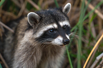 Naklejka na ściany i meble Close-up of a raccoon. Wildlife photography.