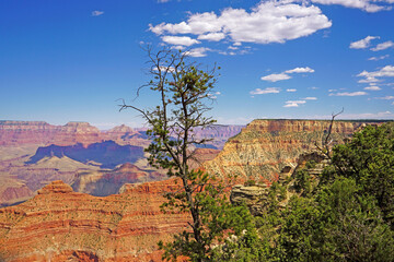 Grand Canyon and a Tree