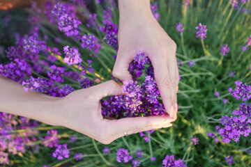 
makes a heart out of hands in a lavender field