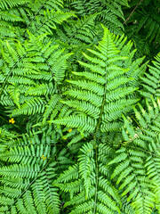 Stock Foto Fern in summer in the field