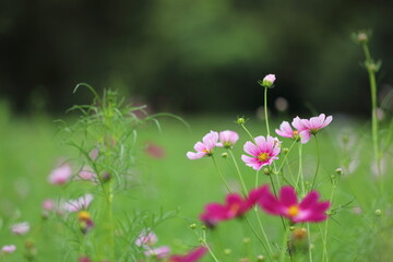 コスモスの風景