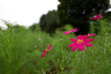 コスモスの風景