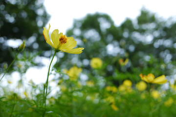 コスモスの風景