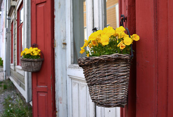 Fototapeta na wymiar Yellow flowers in a hanging pot on an old door.