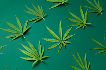 Creative pattern background made of green cannabis leaves. Top view. Nature medical concept