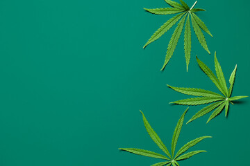 Creative flat lay background made of green cannabis leaves. Top view. Nature medical concept