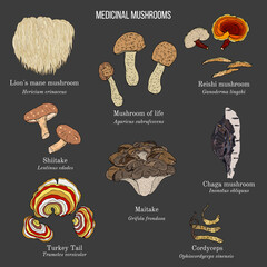Vector collection of hand drawn medicinal mushrooms, lichens and seaweeds © foxyliam
