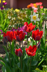 Red blooming tulips in the garden on a sunny day.