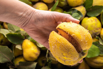 Large damaged quince apple in hand of farmer