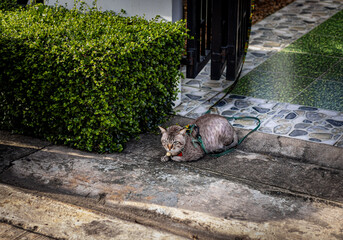 gray brown cat sitting