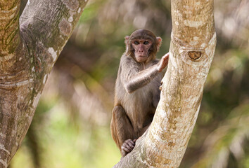 Monkey on a tree in the park