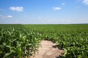 green beet for sugar production in the agricultural field
