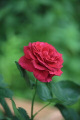 A beautiful garden red rose . High quality photo