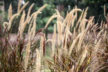 Bristly foxtail grass (Setaria parviflora) swaying in the wind