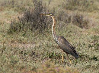 Purple heron