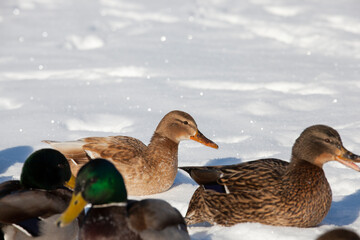 a large flock of ducks that stayed for the winter in Europe