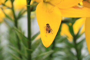 百合と蜜蜂
