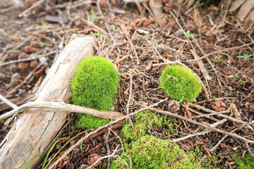 苔と枯木