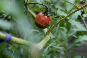 Blossom end rot symptoms on tomato fruit. Sick tomatoes. Non-infectious Vertex Rot.