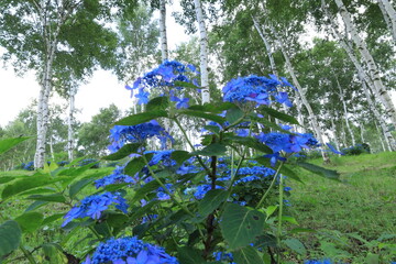 ガクアジサイと白樺