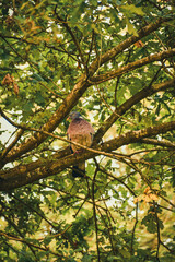Pigeon 