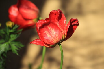 Rd tulip on the background of the garden. High quality photo