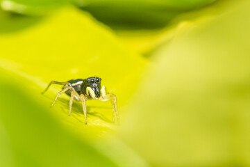 Jumping spider in the garden