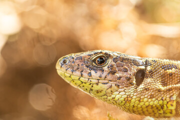Sand lizard in the garden
