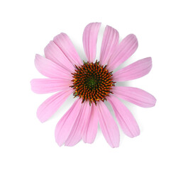 Obraz premium Beautiful blooming echinacea flower isolated on white, top view