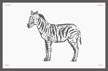 High detail hand drawn vector zebra sketch © TheMountBirdStudio