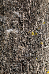 the structure of the tree bark