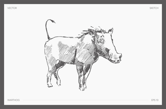 recommend clip art: Drawn vector of warthog realistic drawing sketch