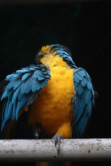 blue and yellow macaw