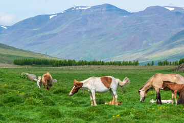 Islandpferde auf einer Weide im Norden von Island. Das Islandpony ist vielseitige und robuste...