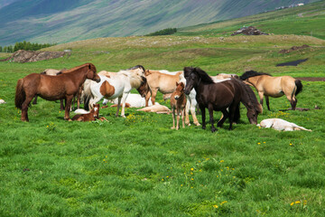 Naklejka na ściany i meble Islandpferde auf einer Weide im Norden von Island. Das Islandpony ist vielseitige und robuste Pferderasse