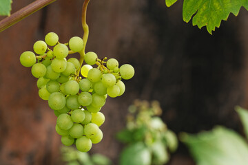 Ripe white wine grapes. Ripe grapes on vine growing at sunset time