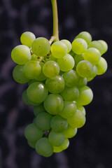 Ripe white wine grapes. Ripe grapes on vine growing at sunset time