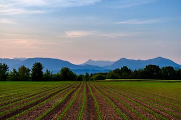 Evening in the countryside of Friuli