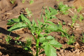 Close-up of small  organic potato plant  growing in the  agriculture field