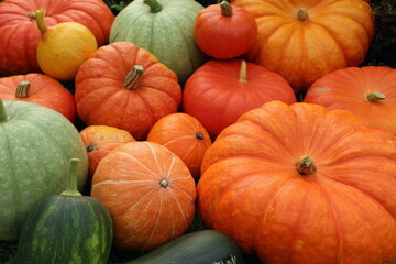Harvest of orange and green pumpkins