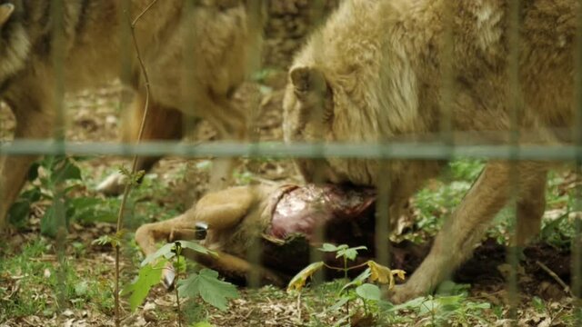 A closeup of wolves eating fresh meat inside their cage at the zoo in 4K