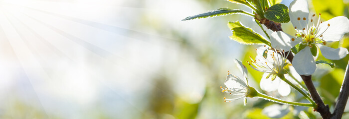 Apple flowers and sunlight banner background